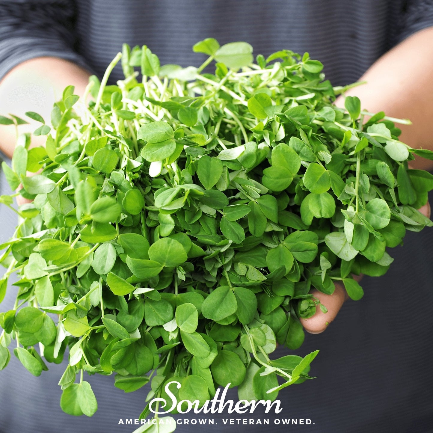 Field Shoots Peas – 100 Seeds