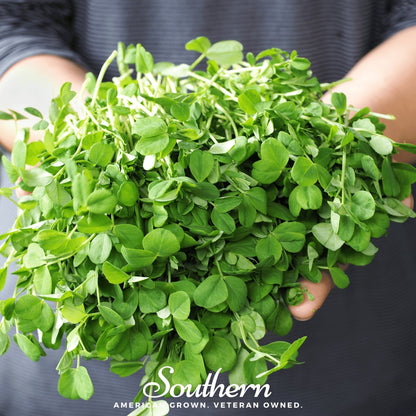 Field Shoots Peas – 100 Seeds