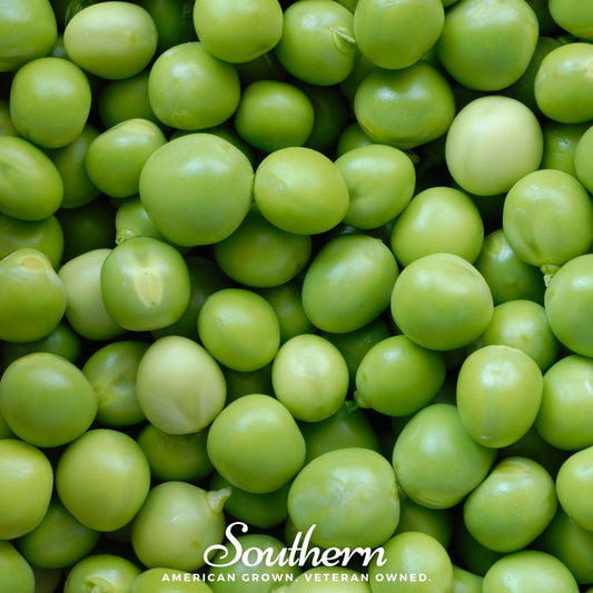 Green Arrow Peas – 25 Seeds