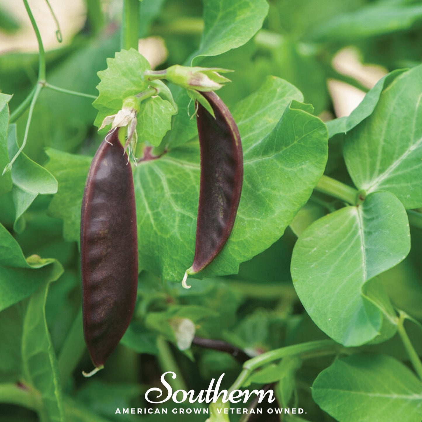 Royal Snap II Peas – 20 Seeds