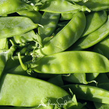 Oregon Sugar II Snow Peas – 25 Seeds