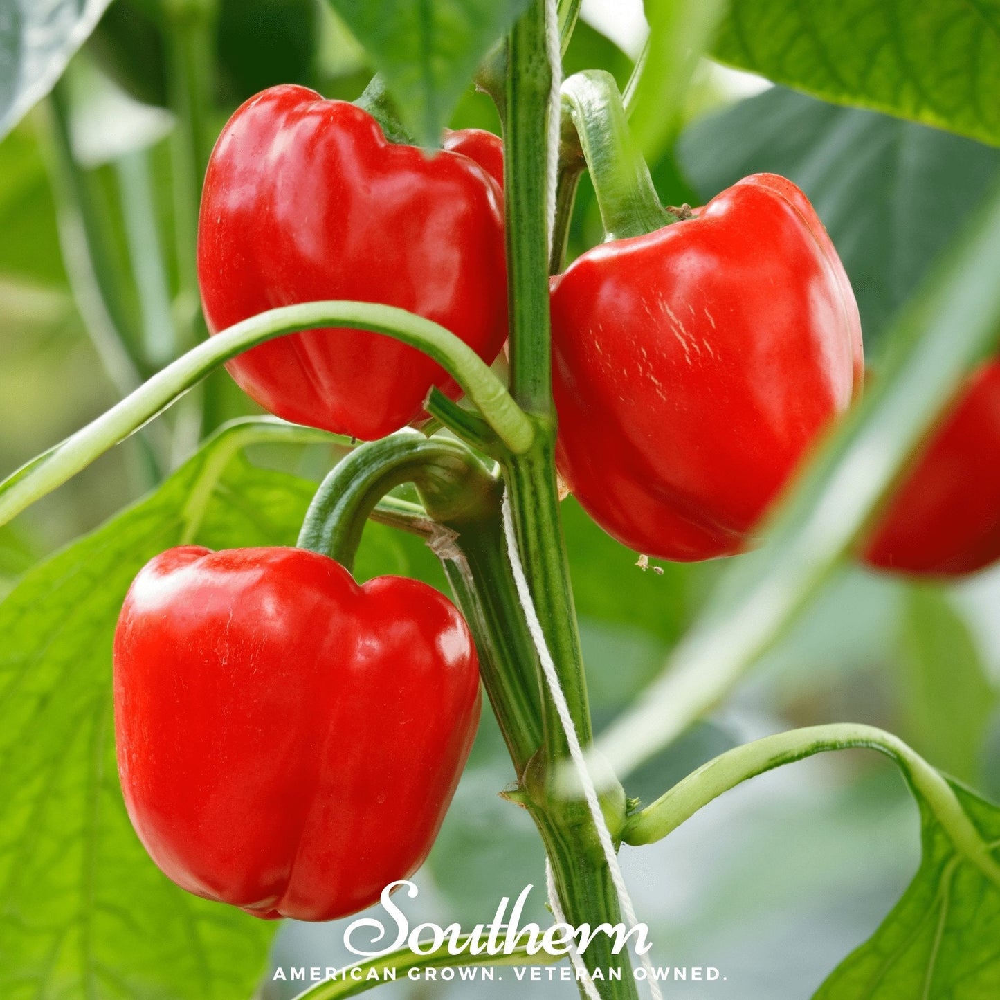 Big Red Sweet Bell Pepper – 30 Seeds