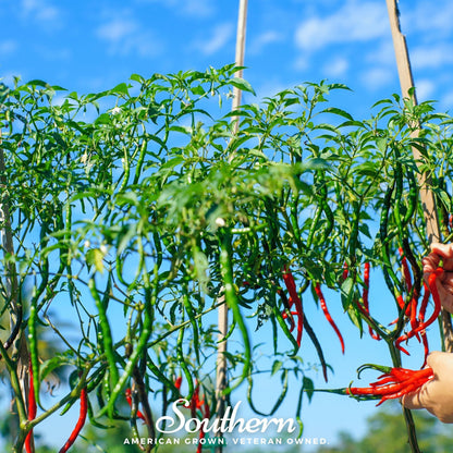 Cayenne Long Slim Pepper – 30 Seeds
