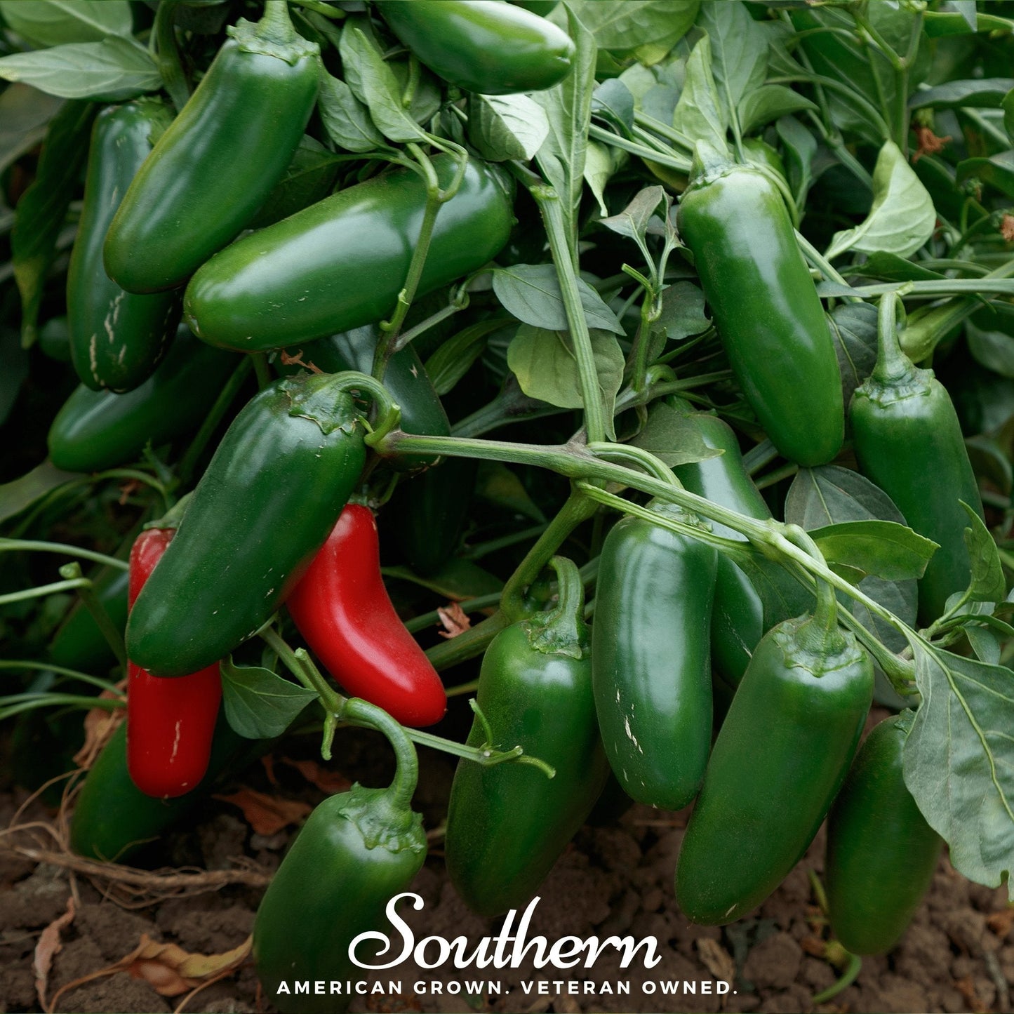 Jalapeño Early Pepper – 25 Seeds