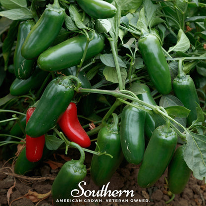 Jalapeño Early Pepper – 25 Seeds