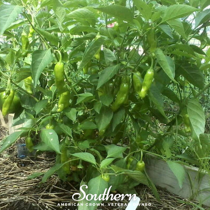 Pepperoncini Pepper – 25 Seeds