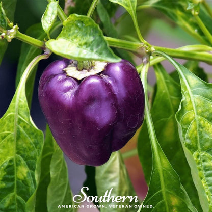 Purple Beauty Sweet Pepper – 30 Seeds