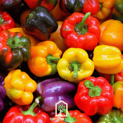 Rainbow Bell Sweet Pepper – 25 Seeds