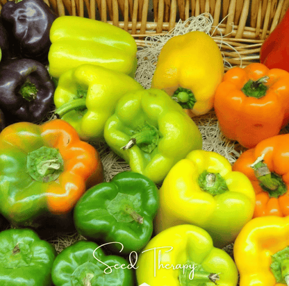 Rainbow Bell Sweet Pepper – 25 Seeds