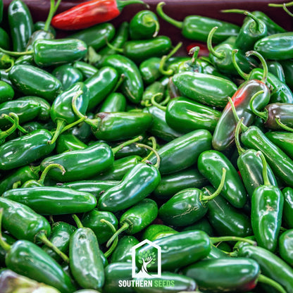 Pepper Seed Collection – 6 Essential Heirloom Peppers