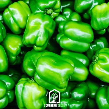 Pepper Seed Collection – 6 Essential Heirloom Peppers