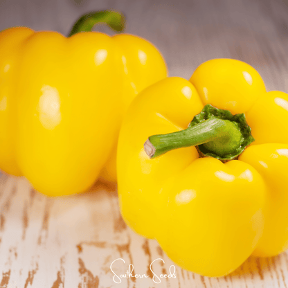 Sunbright Bell Pepper – 30 Seeds