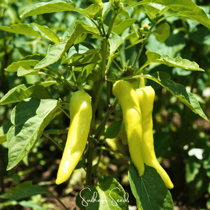 Sweet Banana Pepper – 25 Seeds
