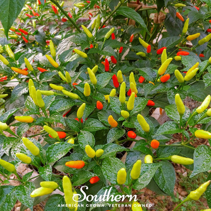 Tabasco Pepper – 50 Seeds