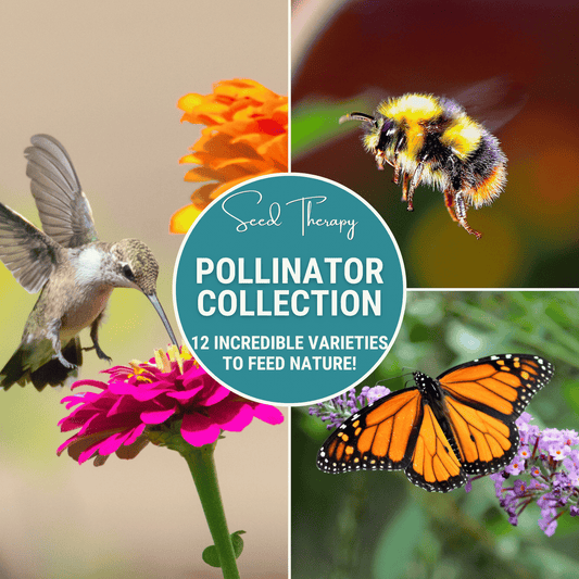 Pollinator Garden Seed Collection – 12 Varieties