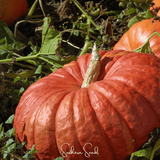 Cinderella Pumpkin – 10 Seeds