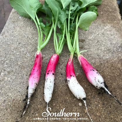 French Breakfast Radish – 250 Seeds