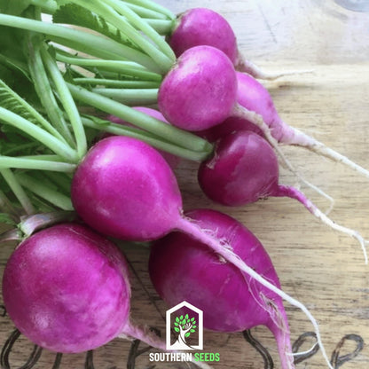 Purple Plum Radish – 250 Seeds