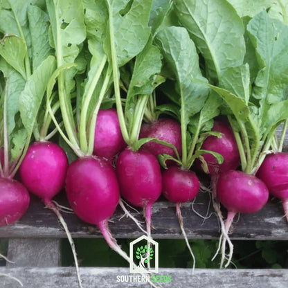 Purple Plum Radish – 250 Seeds