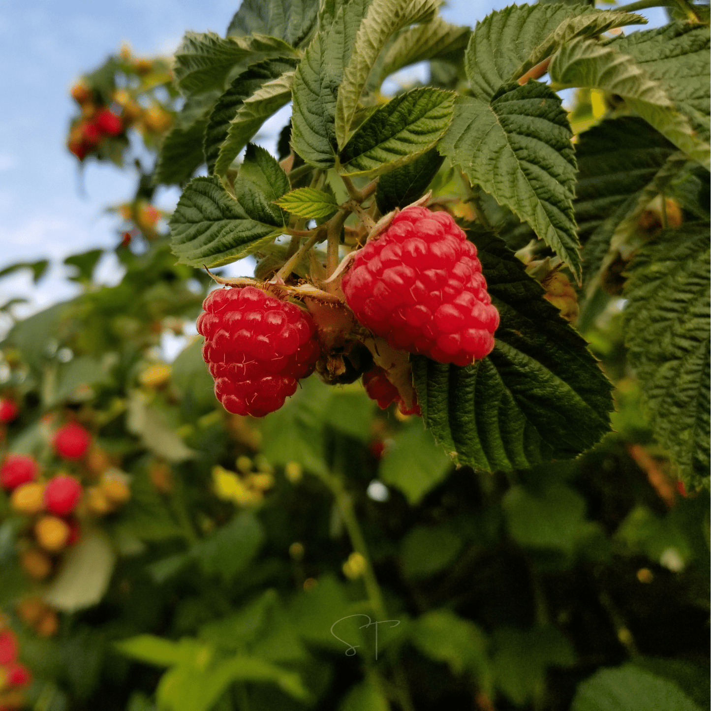 Red European Raspberry – 30 Seeds