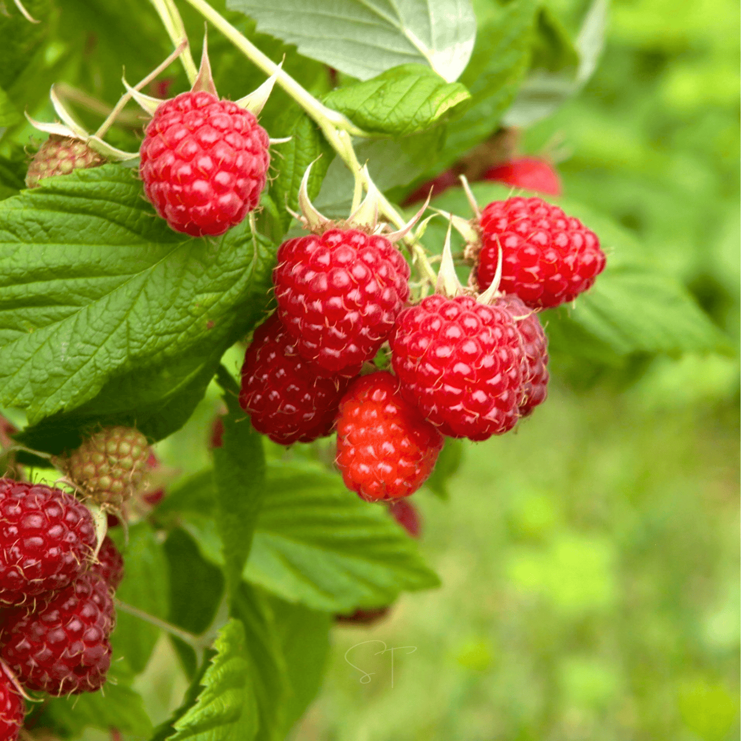 Red European Raspberry – 30 Seeds