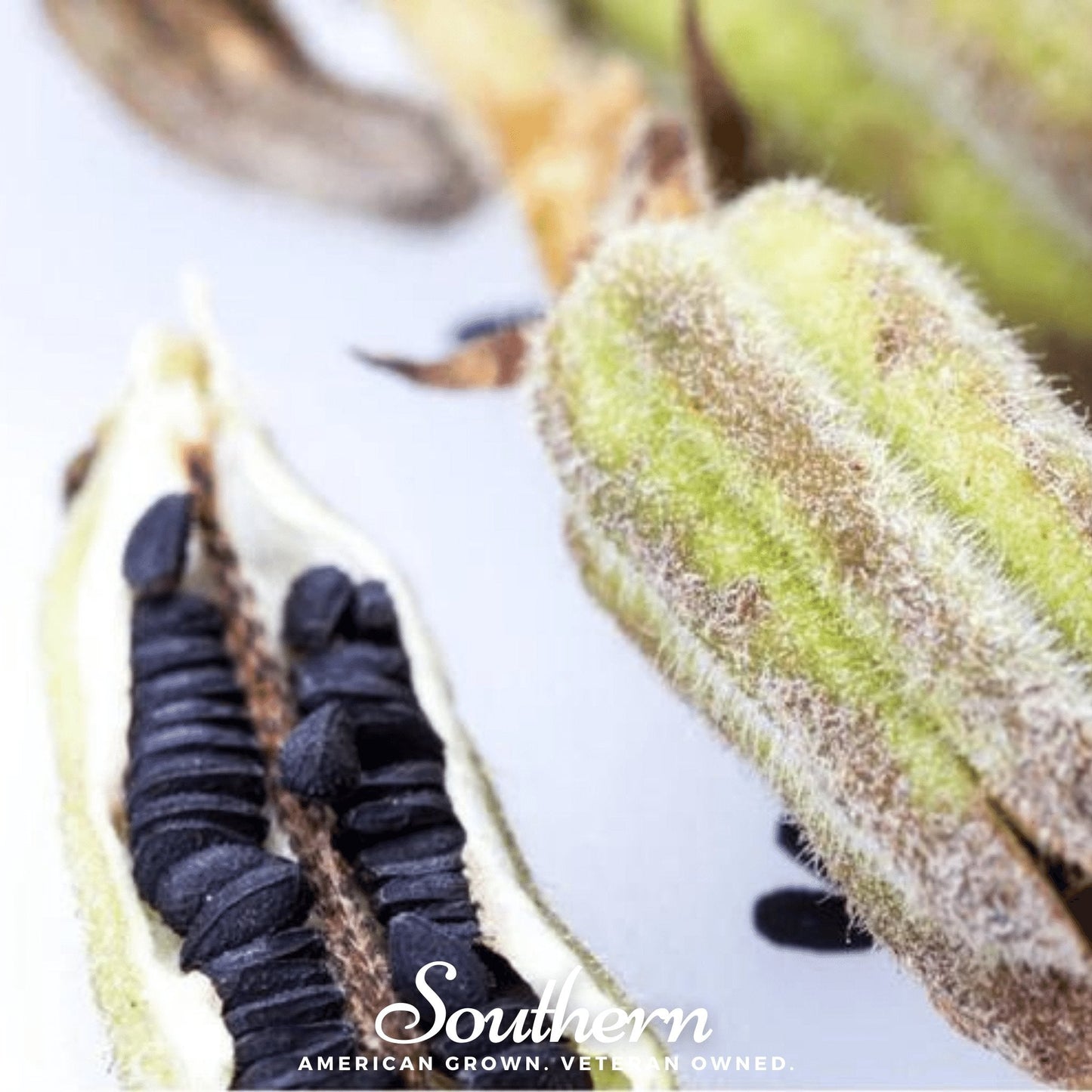 Black Sesame – 500 Seeds