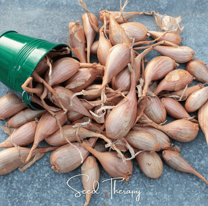 Zebrune Shallot – 25 Seeds