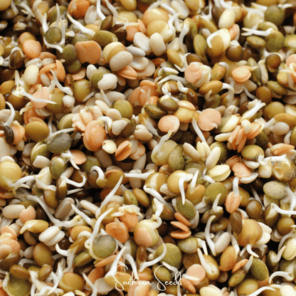 Crunchy Lentils Sprout Mix – 500 Seeds