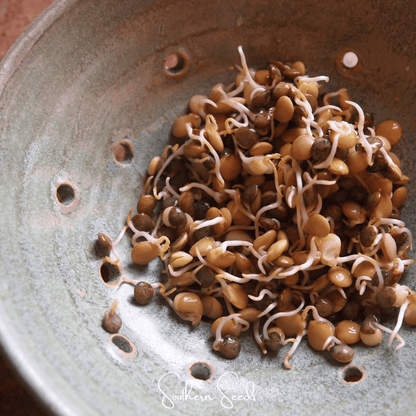 Crunchy Lentils Sprout Mix – 500 Seeds