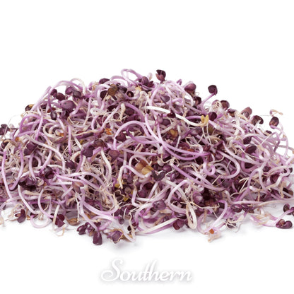Rambo Purple Sprout – 100 Seeds
