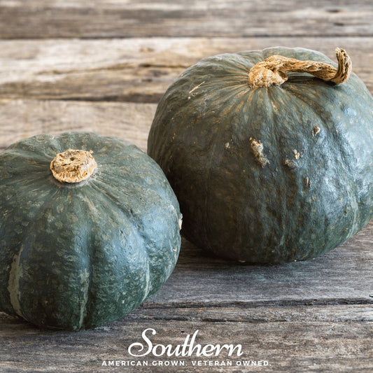 Buttercup Burgess Winter Squash – 20 Seeds