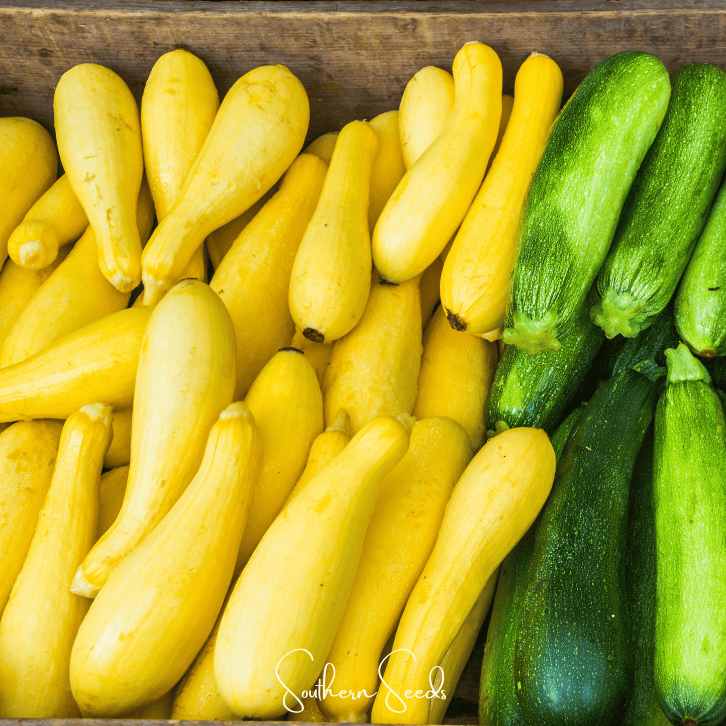 Early Prolific Straightneck Squash – 25 Seeds