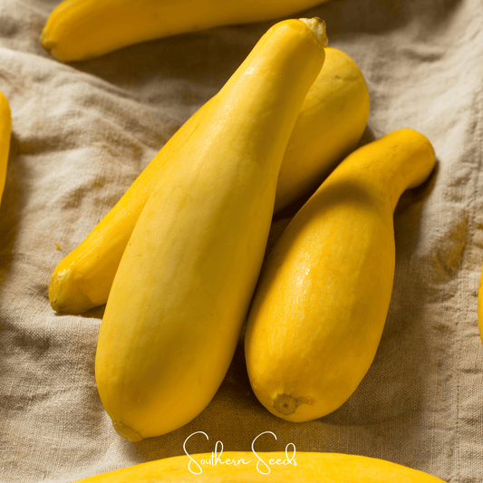 Early Prolific Straightneck Squash – 25 Seeds