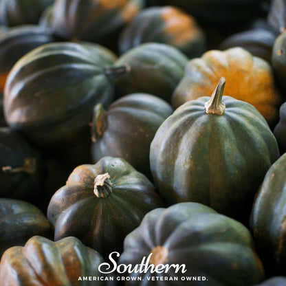 Table Queen Acorn Winter Squash – 25 Seeds