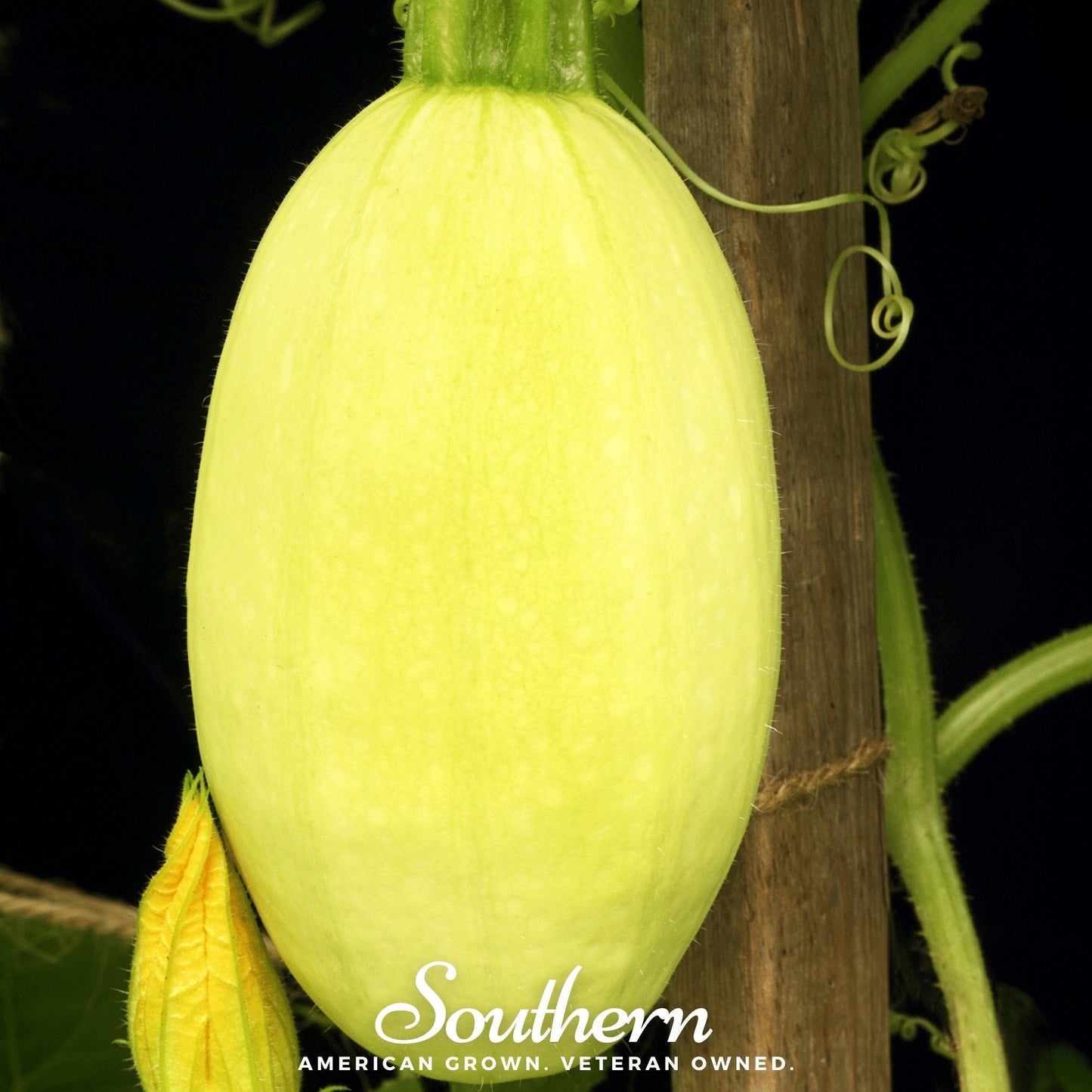Spaghetti Winter Squash – 20 Seeds