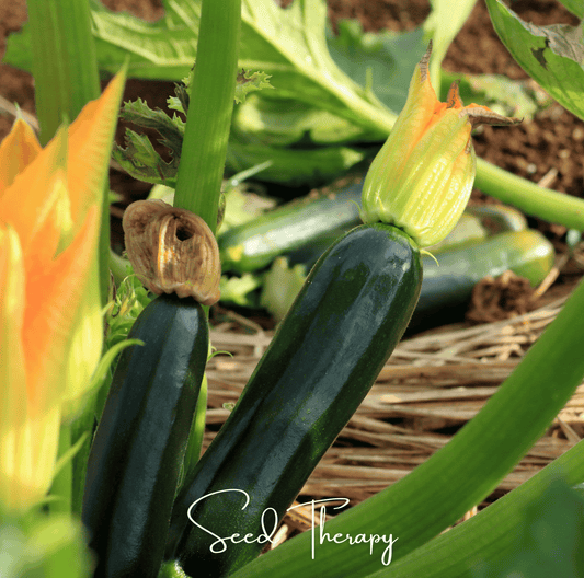 Black Beauty Summer Zucchini Squash – 25 Seeds