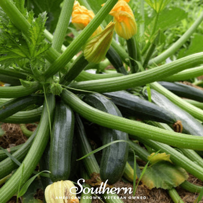 Dark Green Zucchini Summer Squash – 25 Seeds