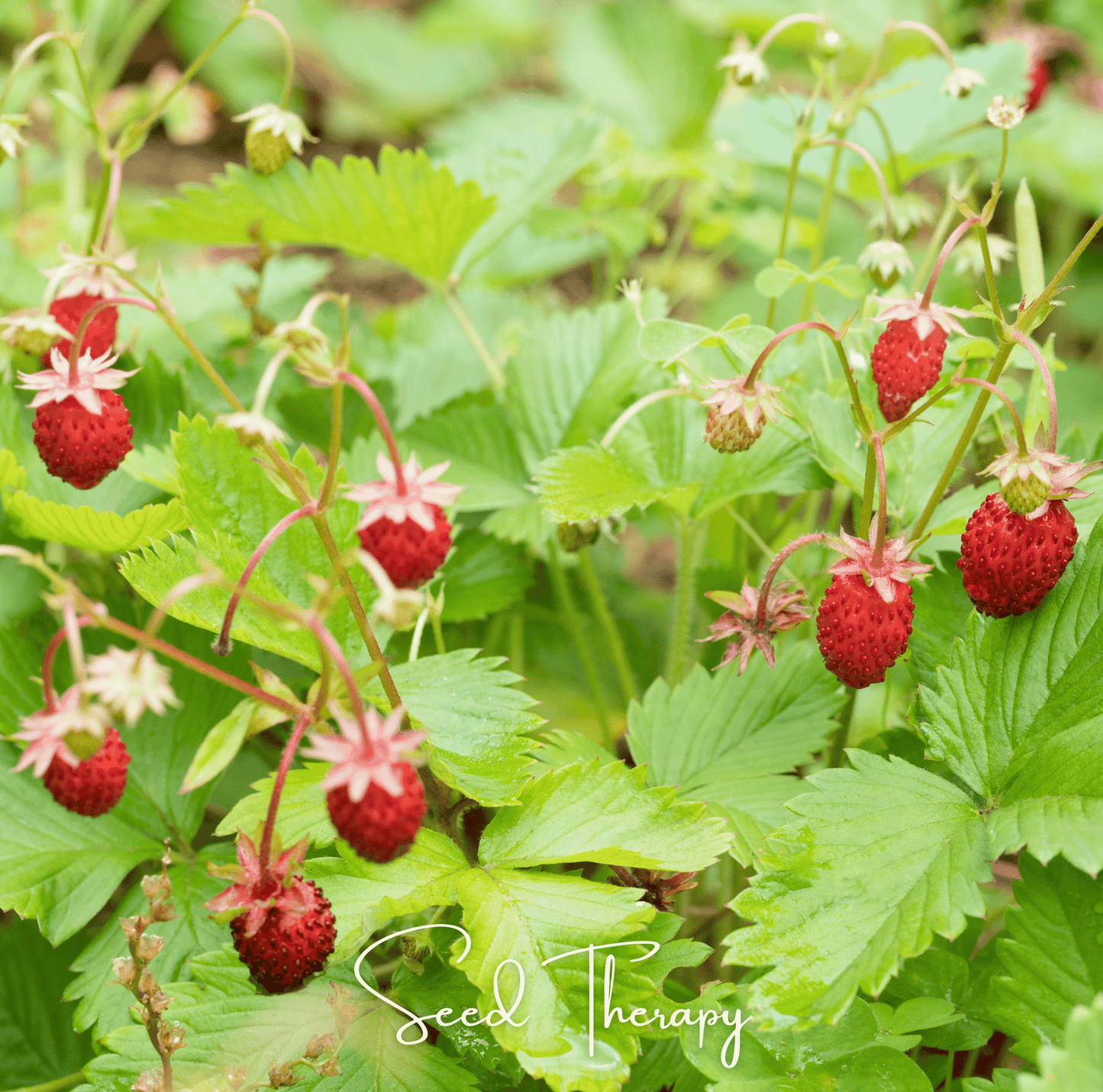 Wild Red Strawberry – 200 Seeds