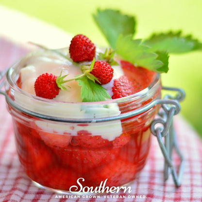 Wild Red Strawberry – 200 Seeds