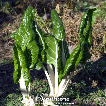 Fordhook Giant Swiss Chard – 100 Seeds