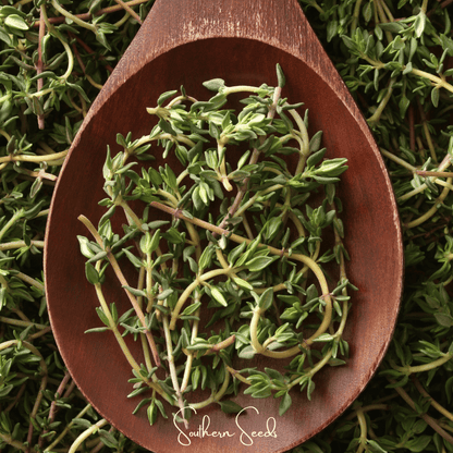 German Winter Thyme – 200 Seeds