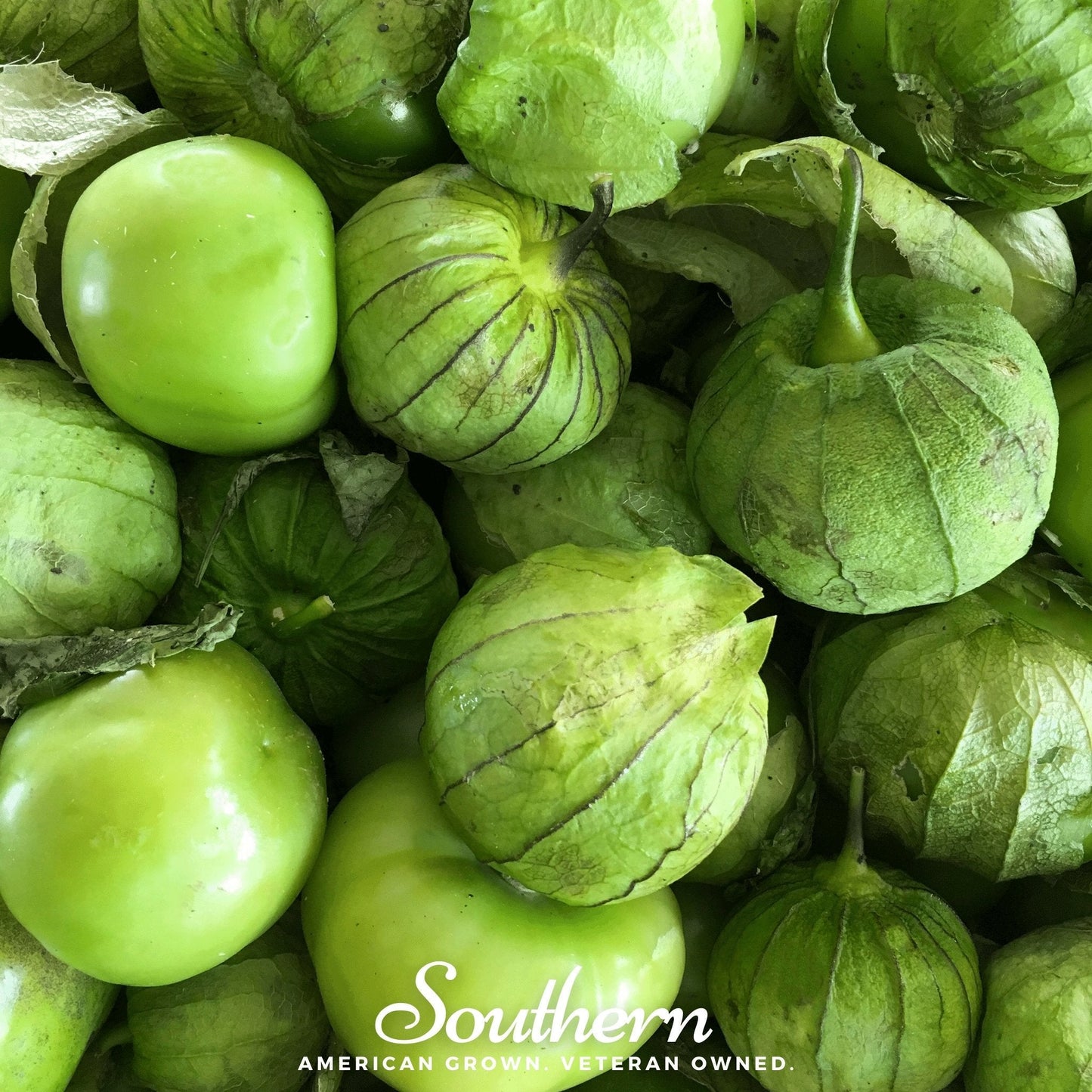Verde Rio Grande Tomatillo – 50 Seeds