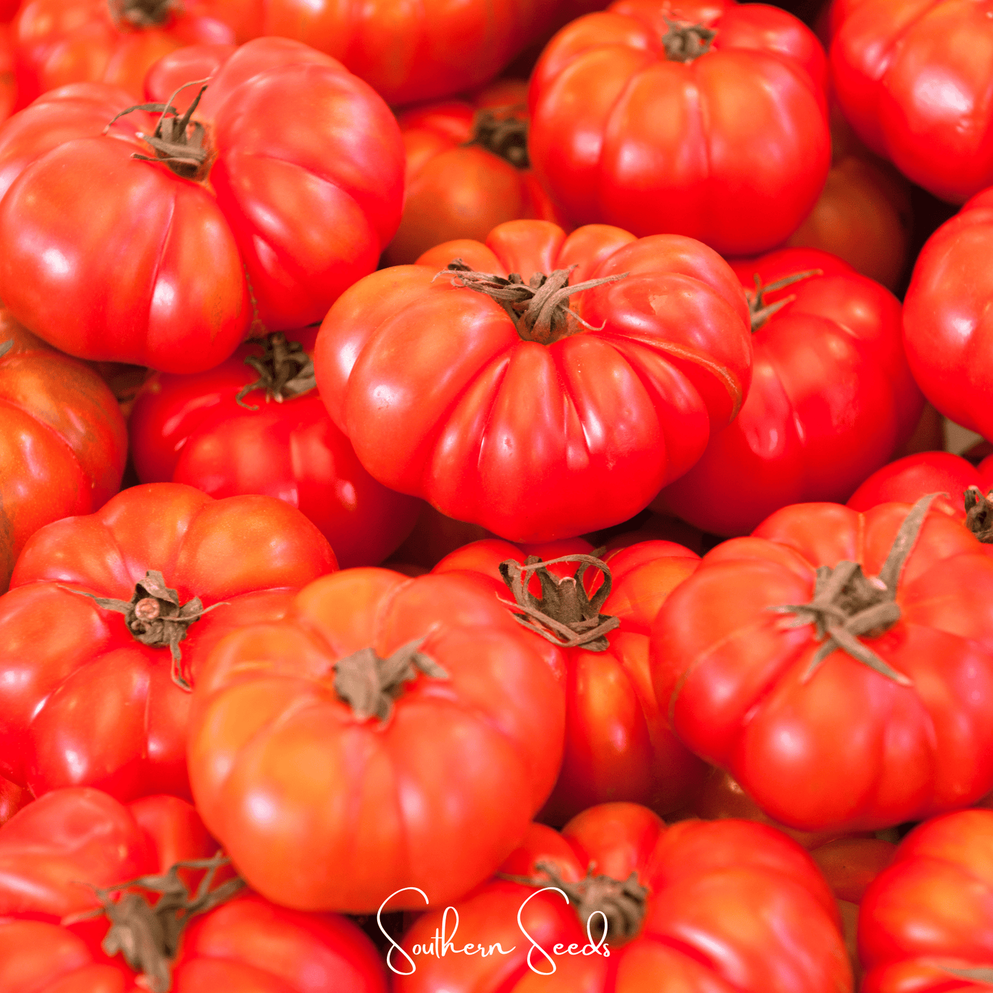 Red Brandywine Tomato –  50 Seeds