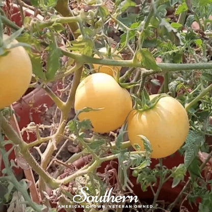 Garden Peach Tomato – 50 Seeds