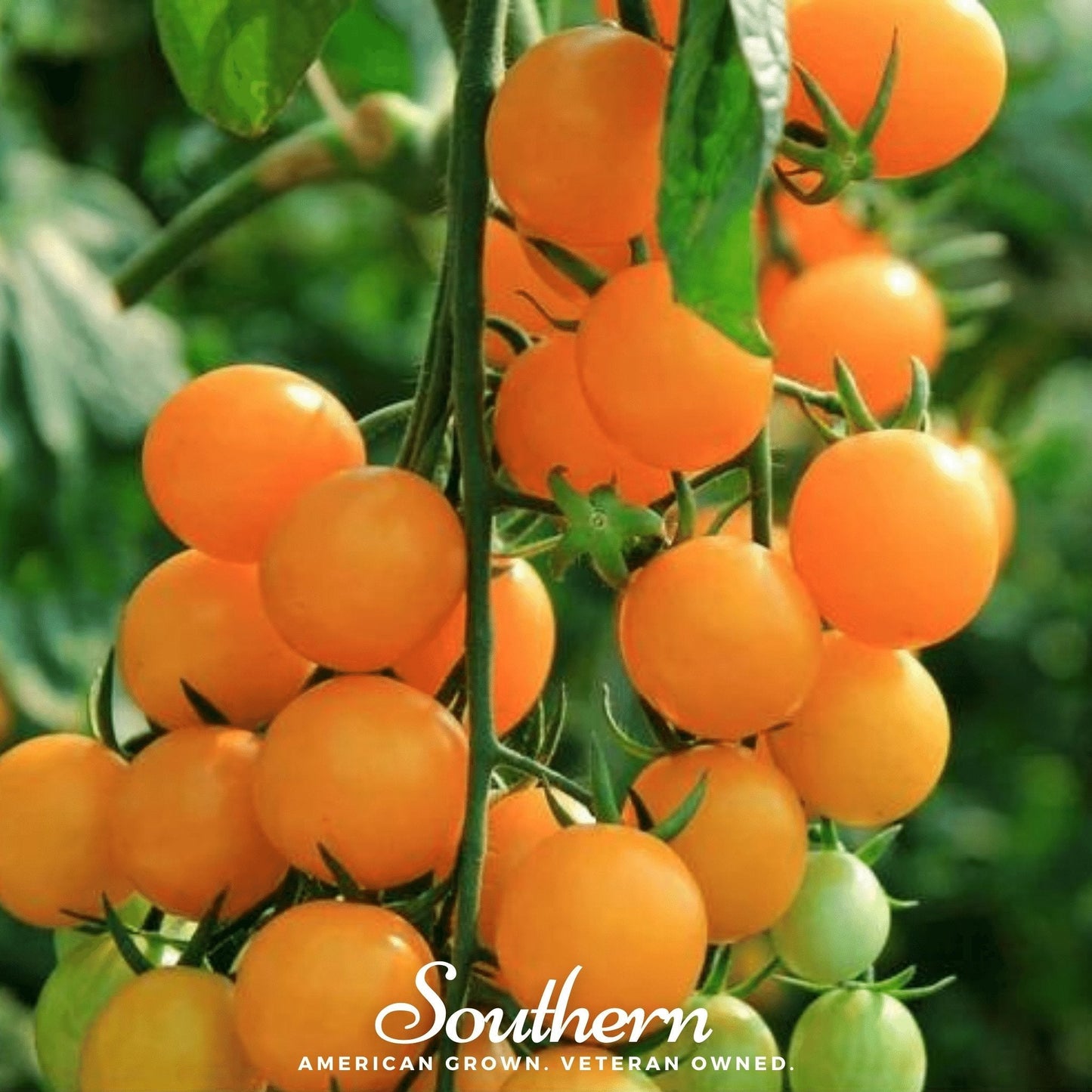 Gold Nugget Tomato – 50 Seeds