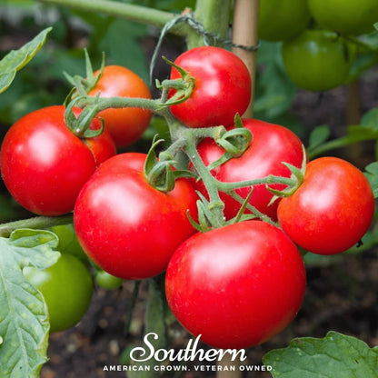 Moneymaker Tomato – 50 Seeds