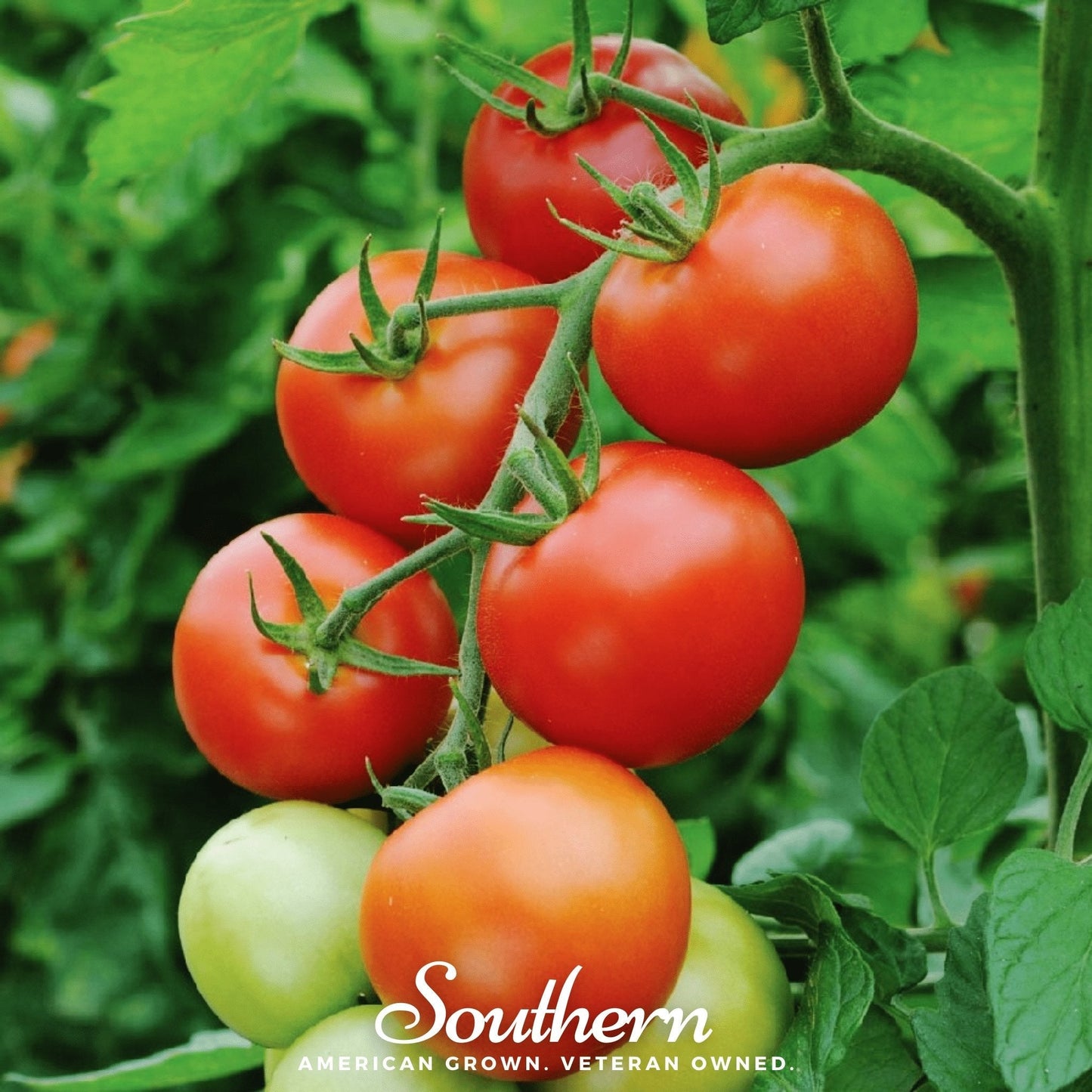 Moneymaker Tomato – 50 Seeds
