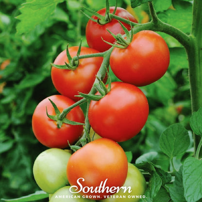 Moneymaker Tomato – 50 Seeds