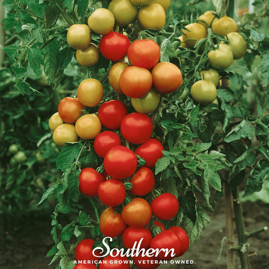 Moneymaker Tomato – 50 Seeds