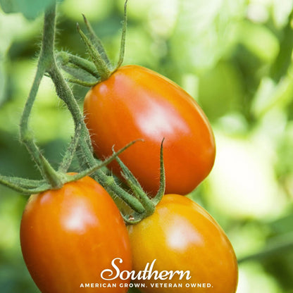 Roma VF Tomato – 50 Seeds
